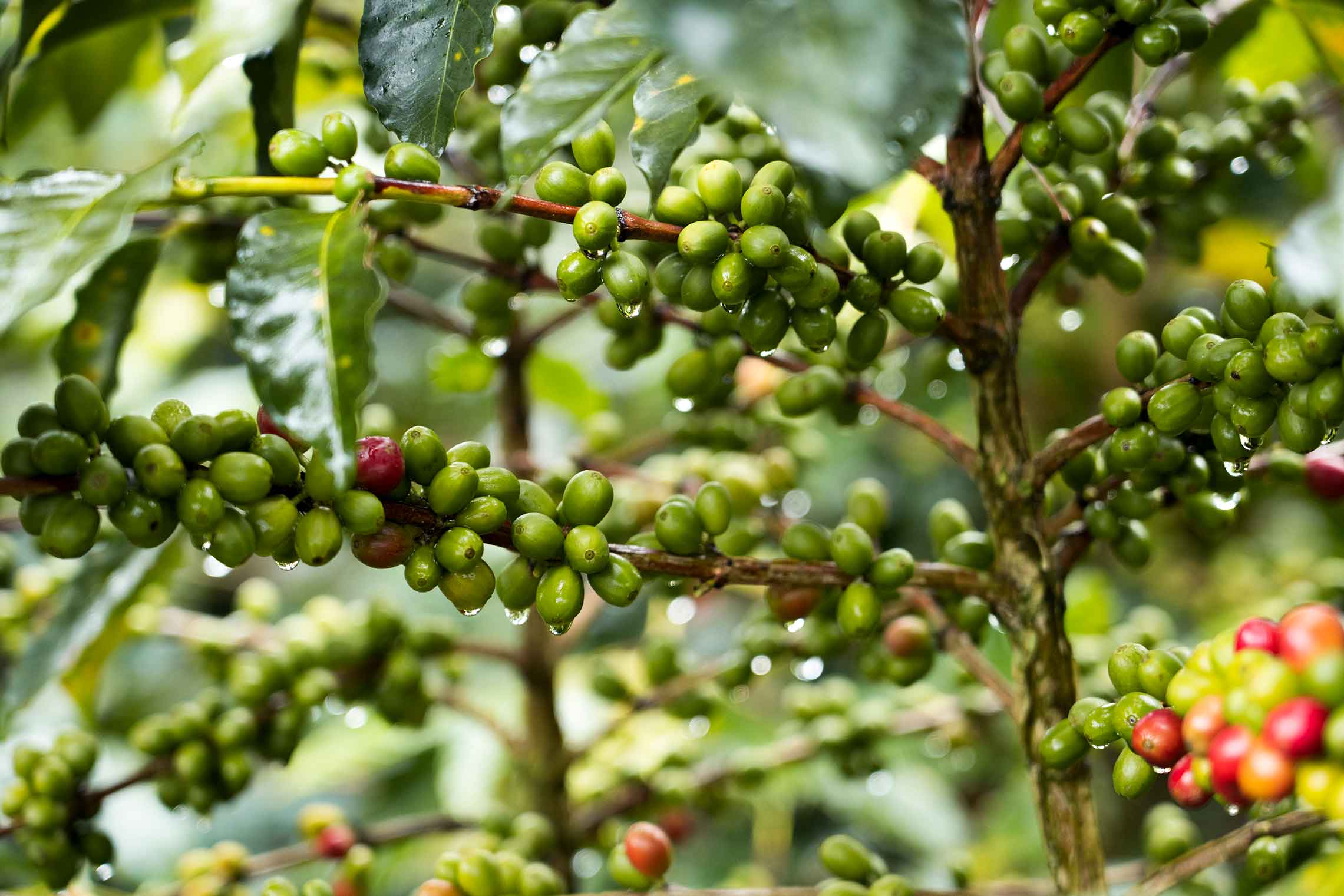 Ripe coffee cherries growing on branches at Heirloom partner farm