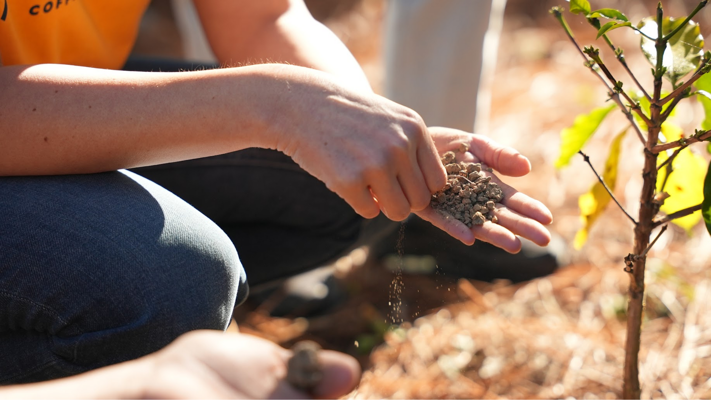 Regenerative Organic Farming Coffee