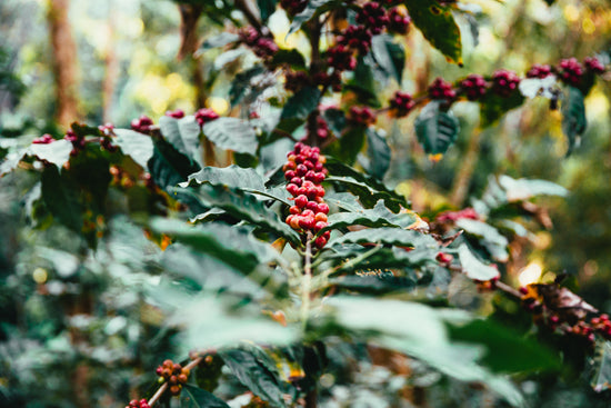 Regenerative coffee, heirloom coffee roasters, sustainable coffee regenerative organic certified